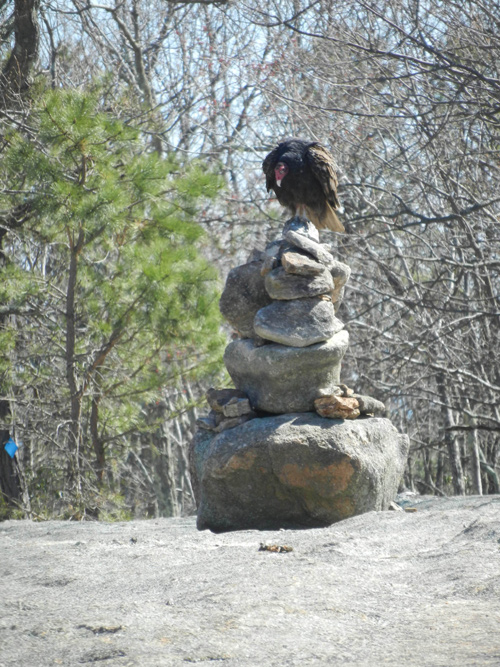 turkey vulture on rock cairn